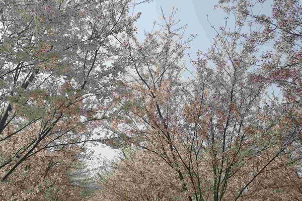 長沙櫻花什么時候開放 長沙賞櫻花的地方2024