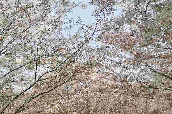 長沙櫻花什么時候開放 長沙賞櫻花的地方2024