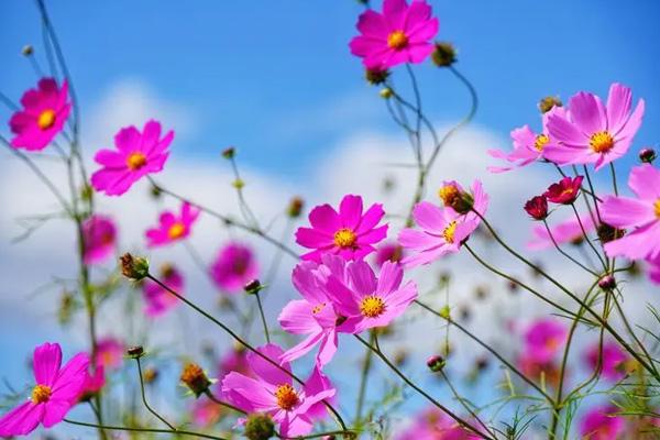 中山觀賞格桑花的地方在哪