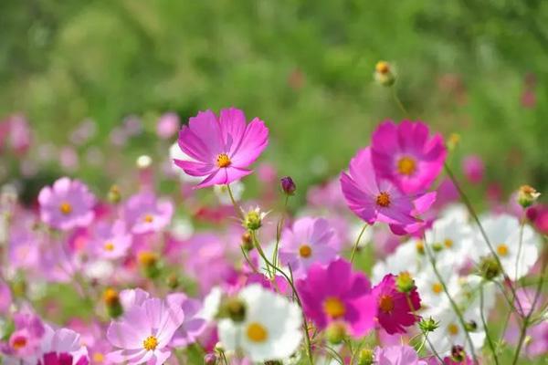 中山觀賞格桑花的地方在哪