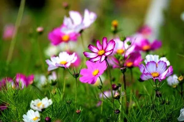 中山觀賞格桑花的地方在哪