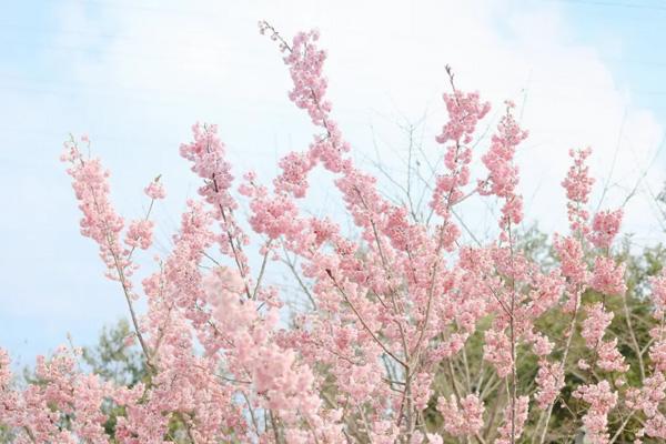 重慶免費賞花的好地方有哪些