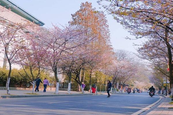 2024南京賞櫻花有哪些地方 南京賞櫻花的最佳時間