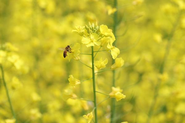 瀏陽(yáng)看油菜花的地方有哪些