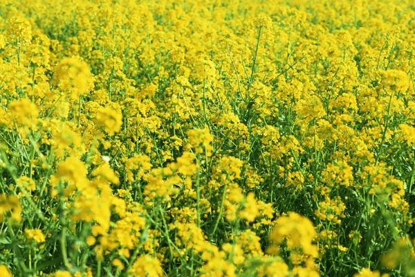 瀏陽(yáng)看油菜花的地方有哪些
