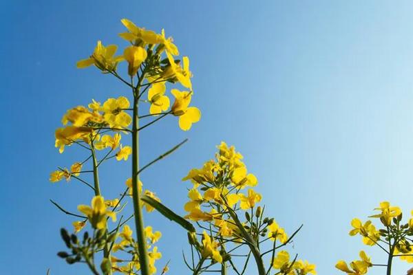 長沙望城哪里有油菜花看