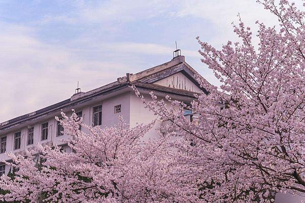 2024武大櫻花預約官網地址、門票及開放時間介紹