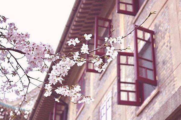 2024武大櫻花預約官網地址、門票及開放時間介紹