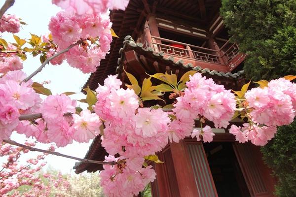 2024年西安青龍寺櫻花幾月開(kāi) 開(kāi)了嗎現(xiàn)在
