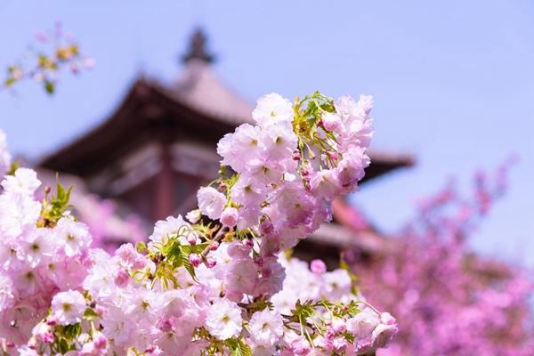2024年西安青龍寺櫻花幾月開(kāi) 開(kāi)了嗎現(xiàn)在