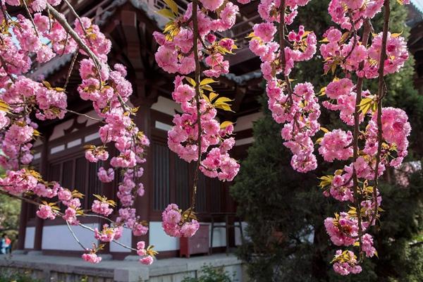 2024年西安青龍寺櫻花幾月開(kāi) 開(kāi)了嗎現(xiàn)在
