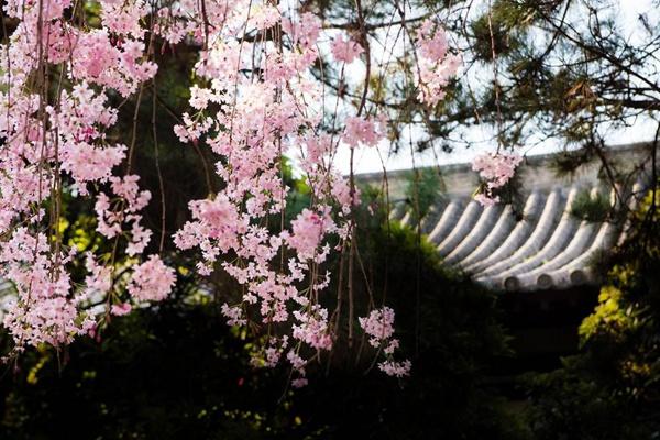 青龍寺櫻花什么時候開 2024西安青龍寺櫻花票價及開放時間介紹