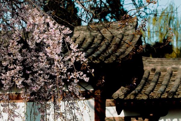青龍寺櫻花什么時候開 2024西安青龍寺櫻花票價及開放時間介紹