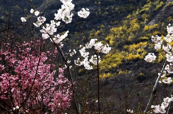 淄博齊山櫻花開放時間