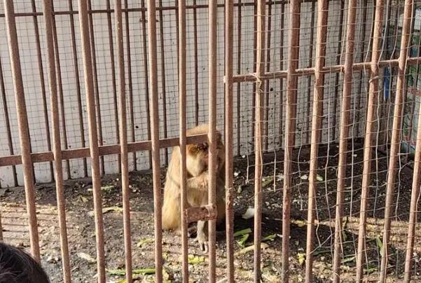 羅爺爺?shù)膭游飯@在哪里