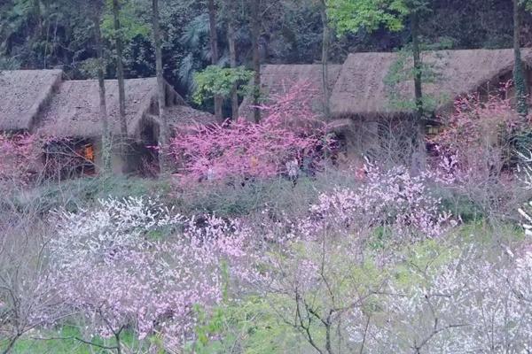 酉陽2024年最佳賞花期預報