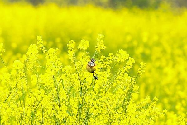 瀏陽油菜花什么時候開 看油菜花的地方有哪些 瀏陽油菜花什么時候開 看油菜花的地方有哪些