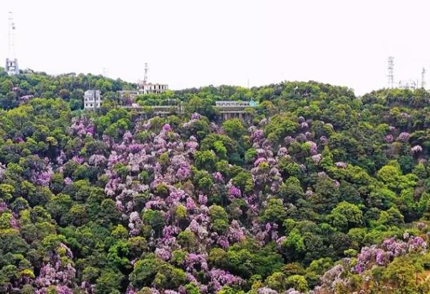 國(guó)內(nèi)春天賞花最佳地點(diǎn)