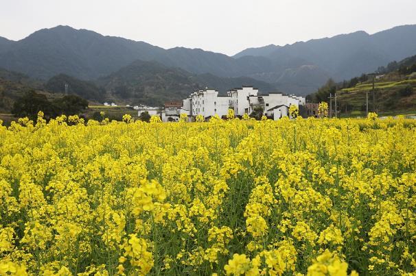國(guó)內(nèi)春天賞花最佳地點(diǎn)