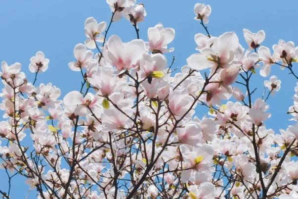 重慶免費(fèi)賞花景點(diǎn)有哪些