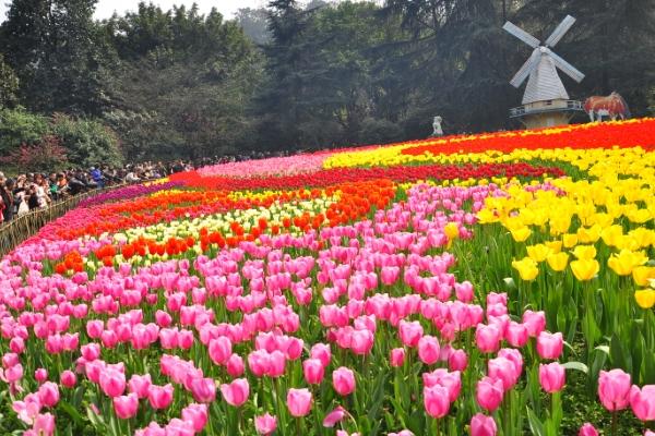 重慶免費(fèi)賞花景點(diǎn)有哪些