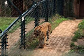 長沙生態動物園游玩攻略 一日游最佳路線