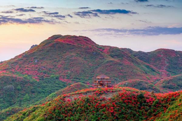 湖南杜鵑花景區都有哪些