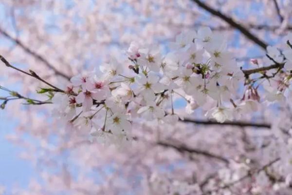 2024無(wú)錫櫻花花期預(yù)報(bào) 無(wú)錫櫻花什么時(shí)候開(kāi)花
