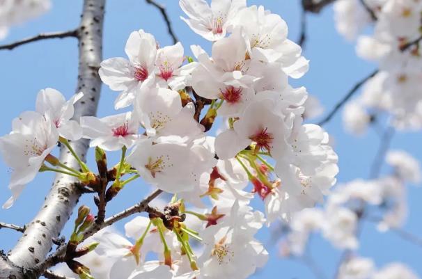 2024無(wú)錫櫻花花期預(yù)報(bào) 無(wú)錫櫻花什么時(shí)候開(kāi)花
