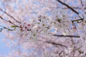 2024無(wú)錫櫻花花期預(yù)報(bào) 無(wú)錫櫻花什么時(shí)候開(kāi)花