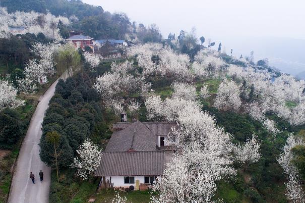 成都免費賞花的地方有哪些