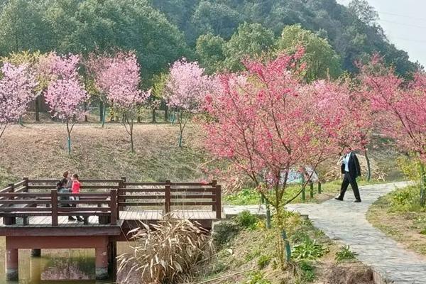 2024湘潭櫻花園門票價格 附優惠政策
