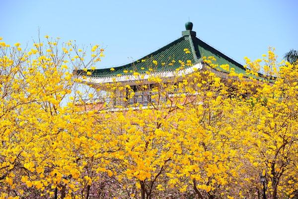 廣州哪里有黃花風鈴木
