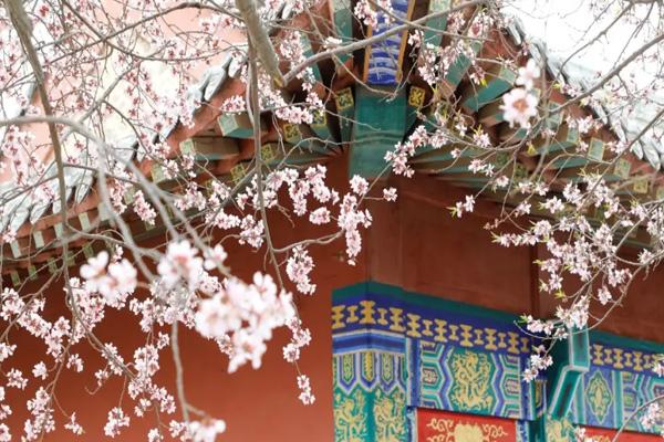 2024天津運河桃花節在哪里舉行
