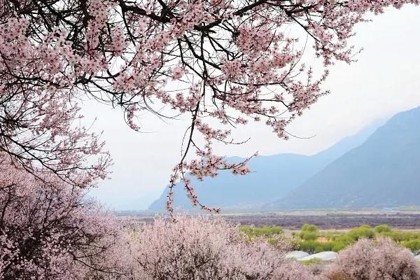 西藏最佳旅游季節是幾月份