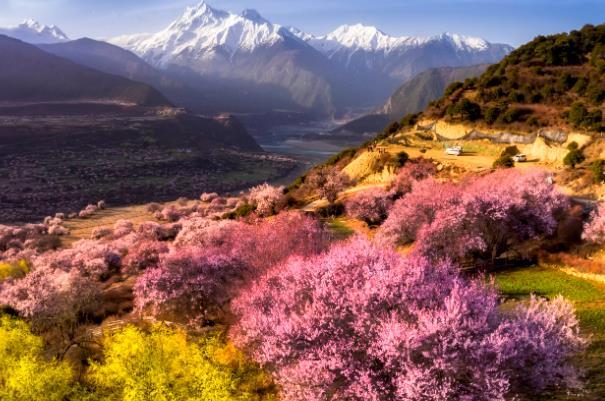 林芝桃花節2024年開幕時間