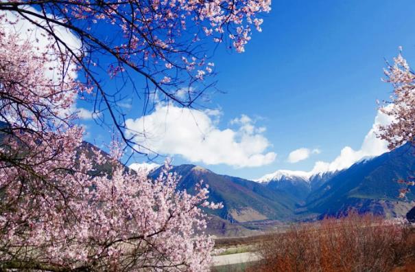 林芝桃花節2024年開幕時間