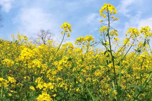 貴陽春季賞花地點(diǎn)有哪些