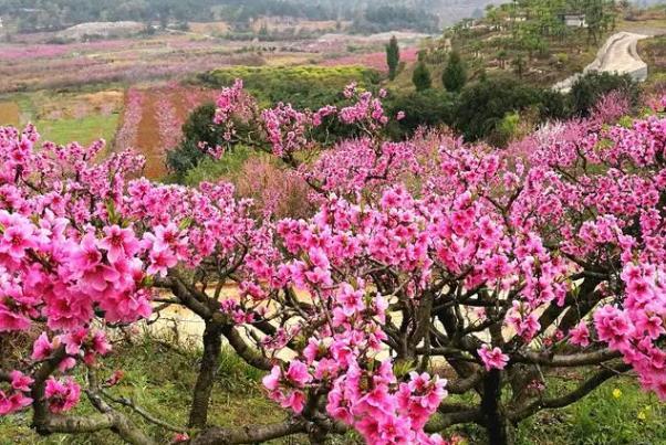 貴陽春季賞花地點(diǎn)有哪些