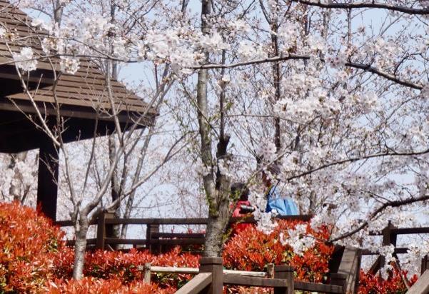 2024上海顧村公園櫻花節出行指南