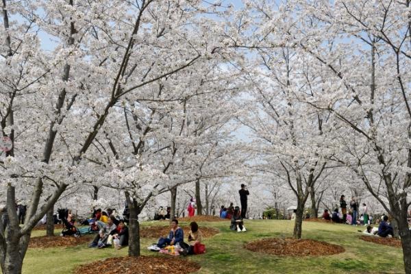 2024上海顧村公園櫻花節出行指南