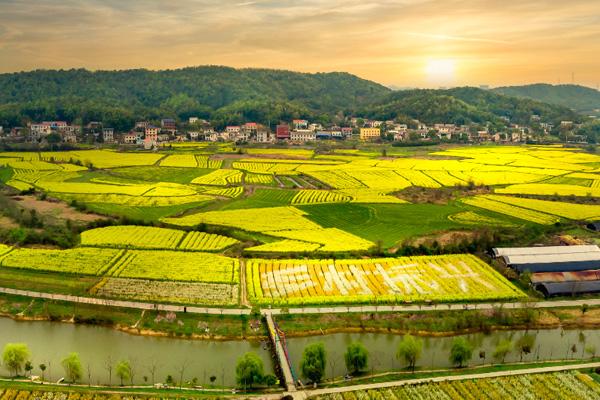 長沙油菜花欣賞有哪些地方