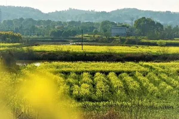 長沙油菜花欣賞有哪些地方