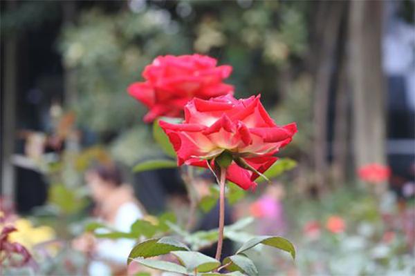 2024深圳人民公園月季花展門票+時間