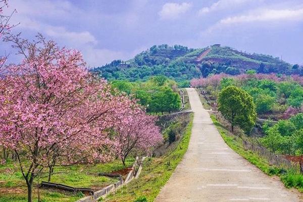 2024韶關櫻花公園門票優(yōu)惠政策