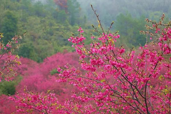 2024韶關櫻花公園門票優(yōu)惠政策