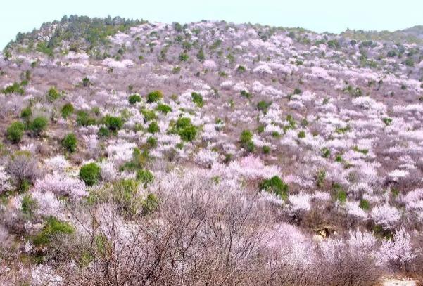 2024鄭國渠山野桃花節時間及地點