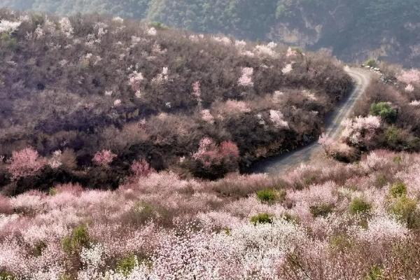 2024鄭國渠山野桃花節時間及地點