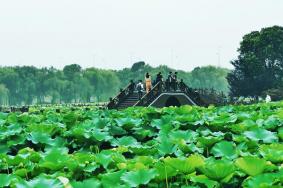 2024荷塘月色濕地公園門票優惠政策