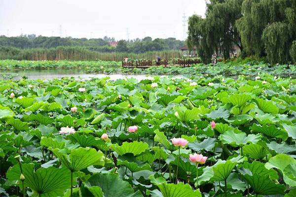 2024荷塘月色濕地公園門票優惠政策